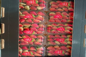 FRESH STRAWBERRIES from Ethiopia